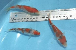 20080522 021c-300.jpg